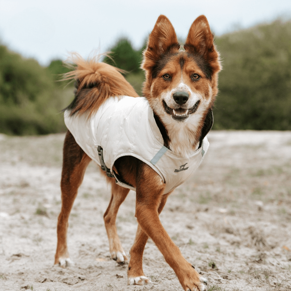 Snuggle Puff Dog Coat